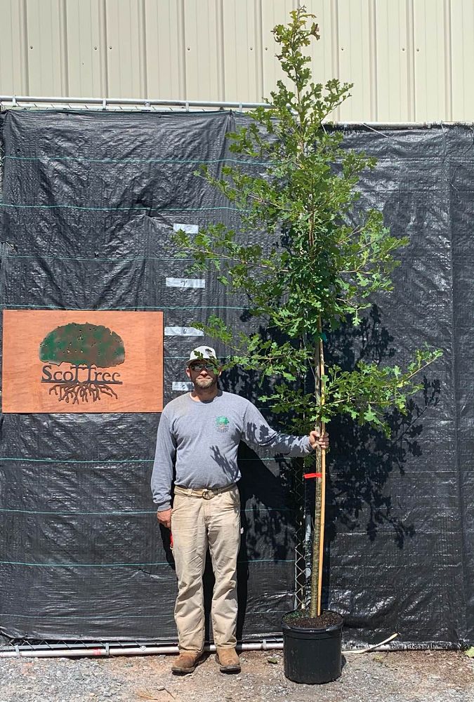 quercus-lyrata-overcup-oak