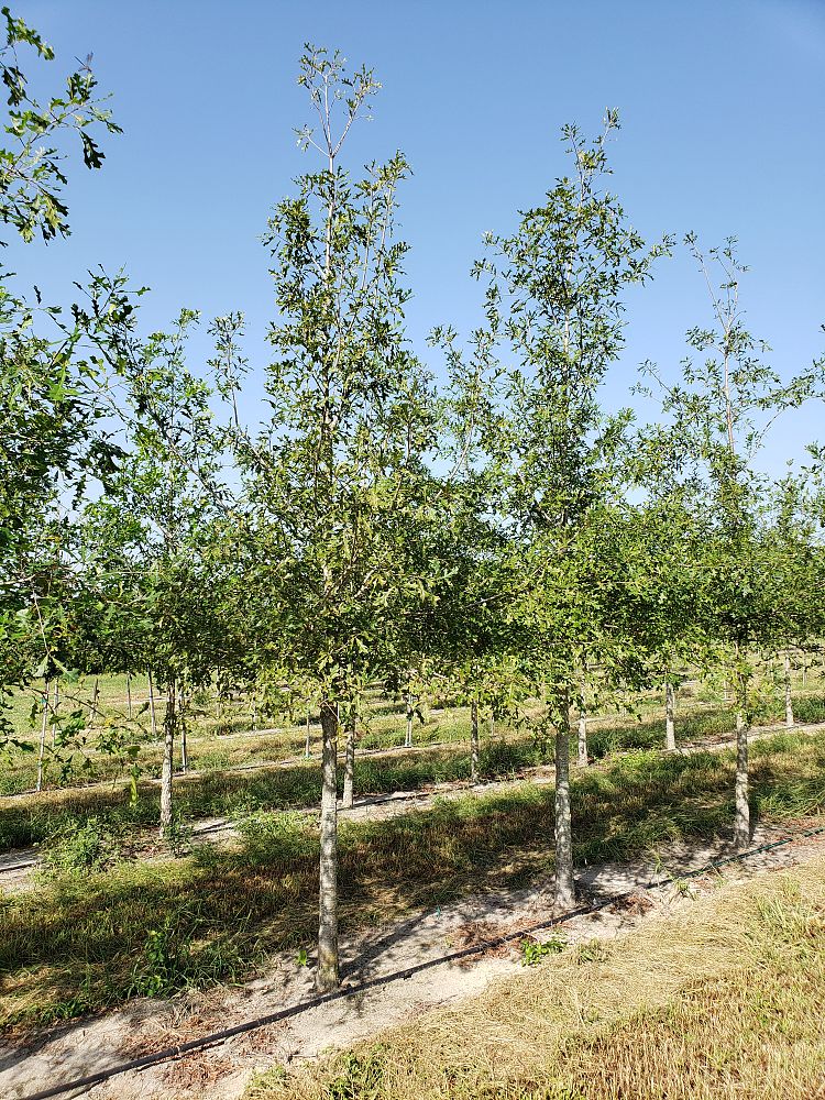 quercus-lyrata-overcup-oak