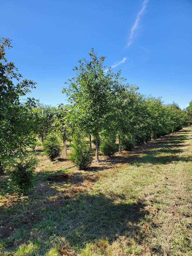 quercus-lyrata-overcup-oak