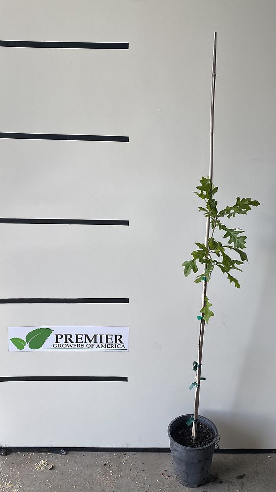 quercus-lyrata-overcup-oak