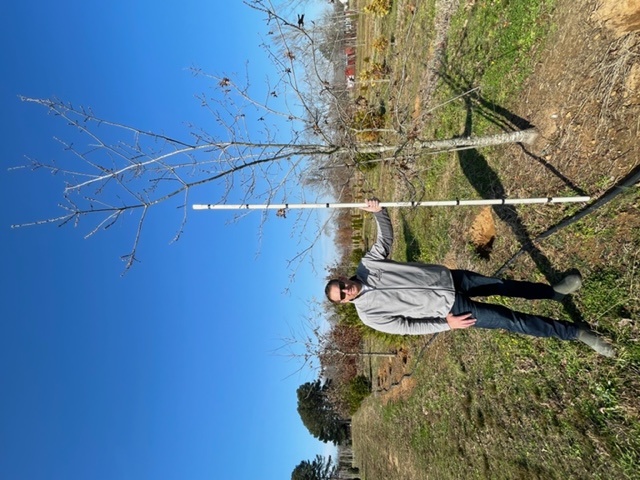 quercus-lyrata-overcup-oak