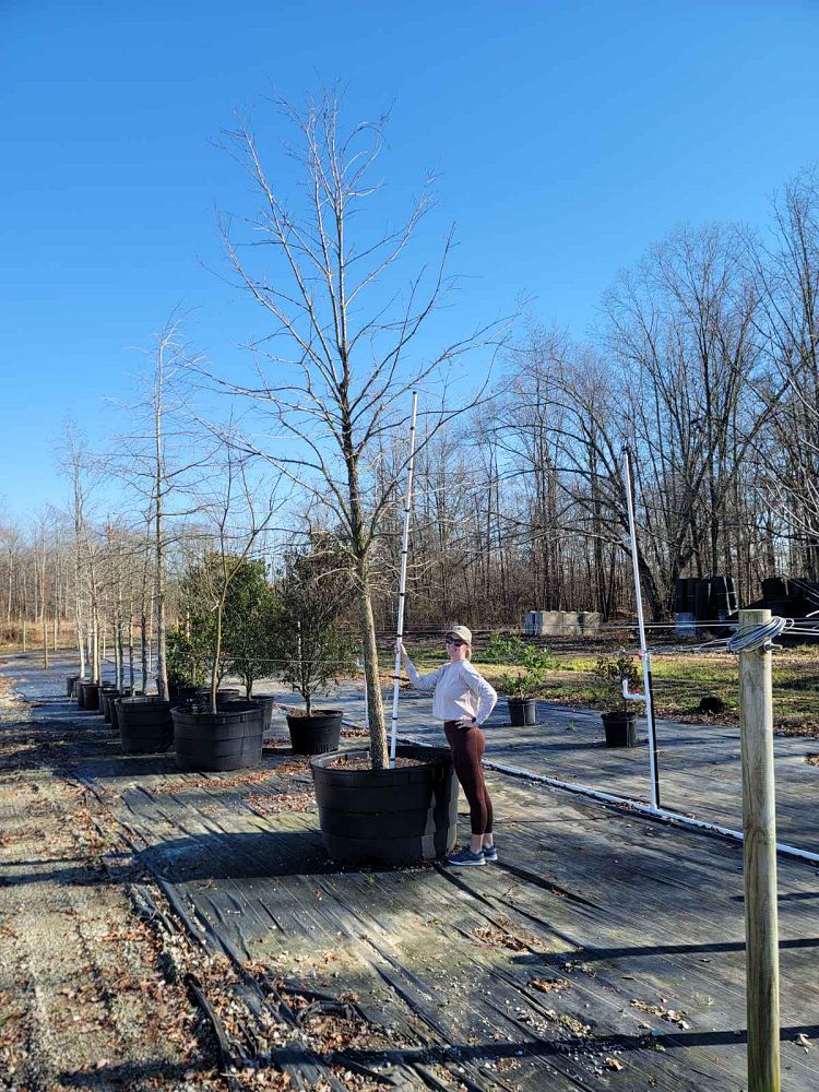 quercus-lyrata-overcup-oak