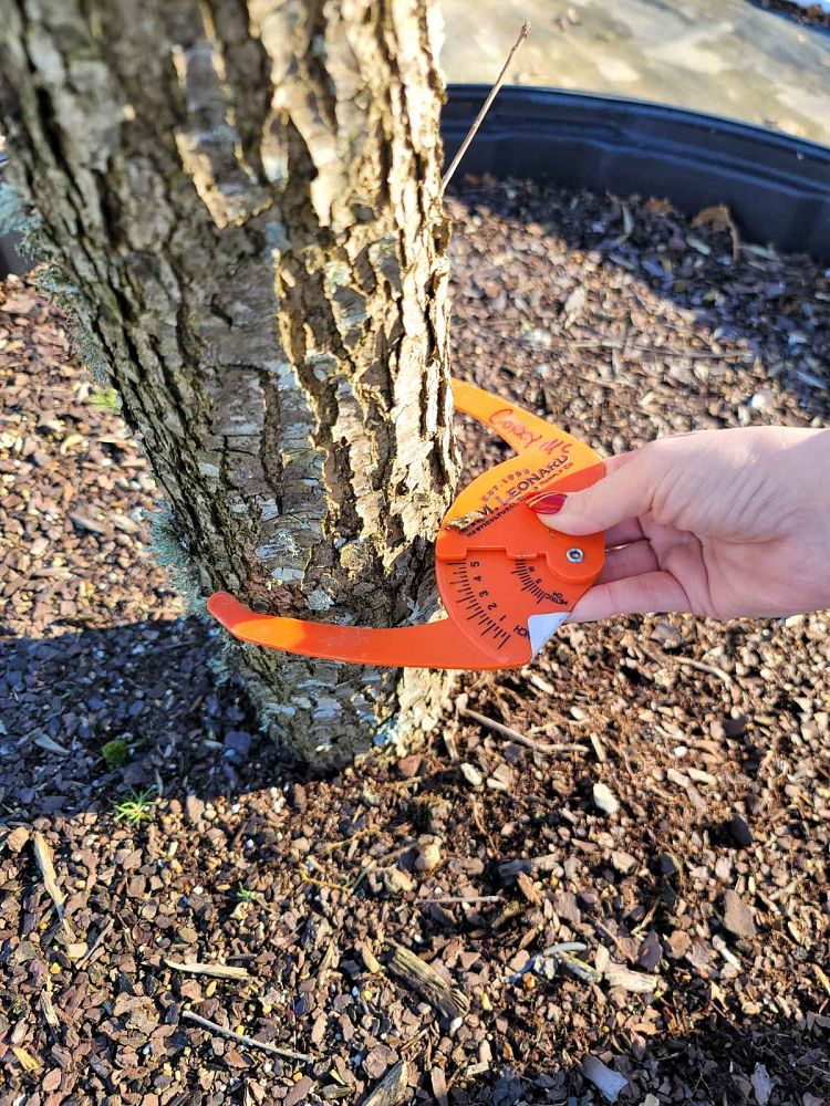 quercus-lyrata-overcup-oak