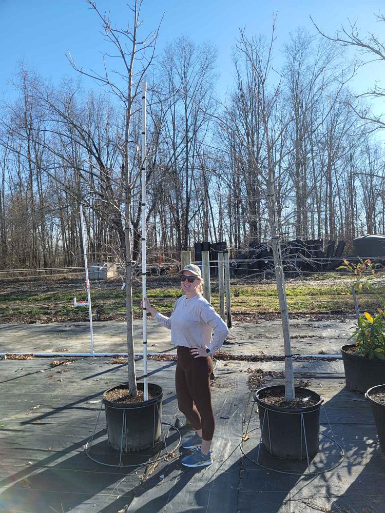 quercus-lyrata-overcup-oak