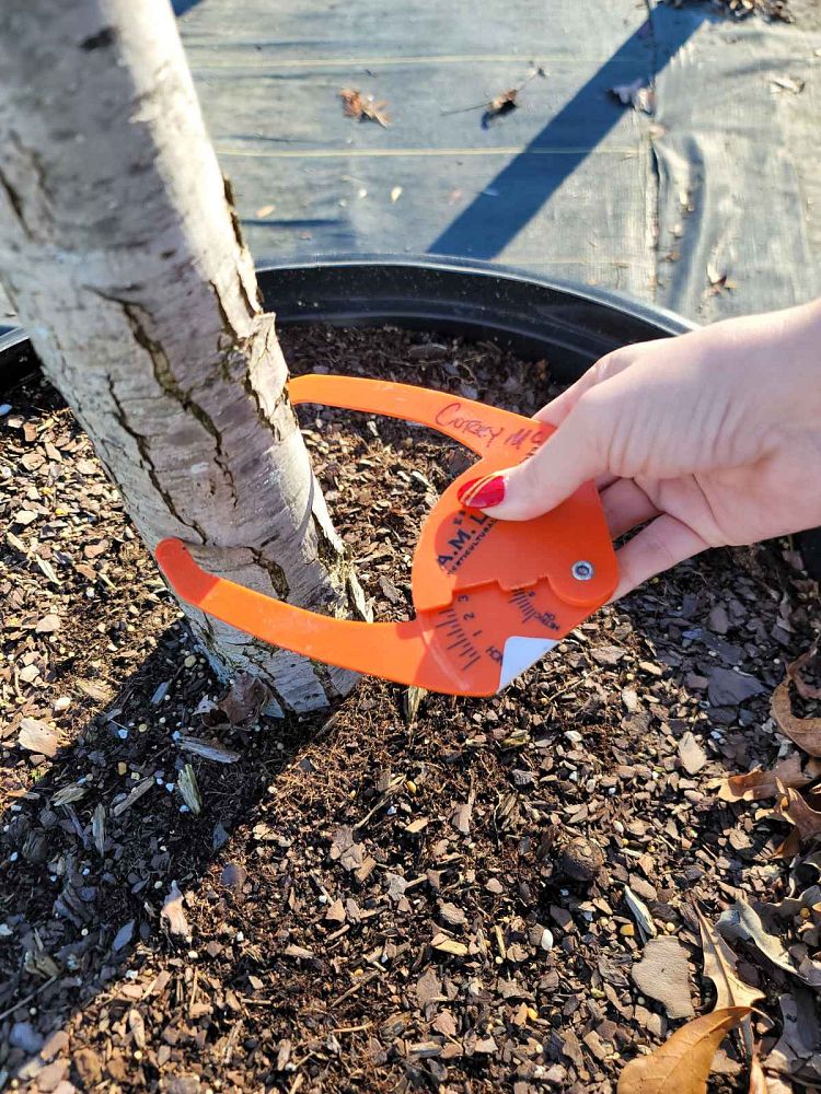 quercus-lyrata-overcup-oak