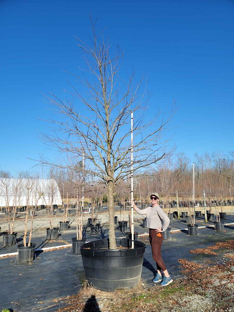 quercus-lyrata-overcup-oak