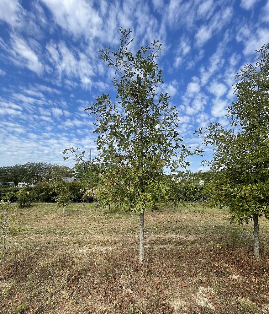 quercus-lyrata-overcup-oak