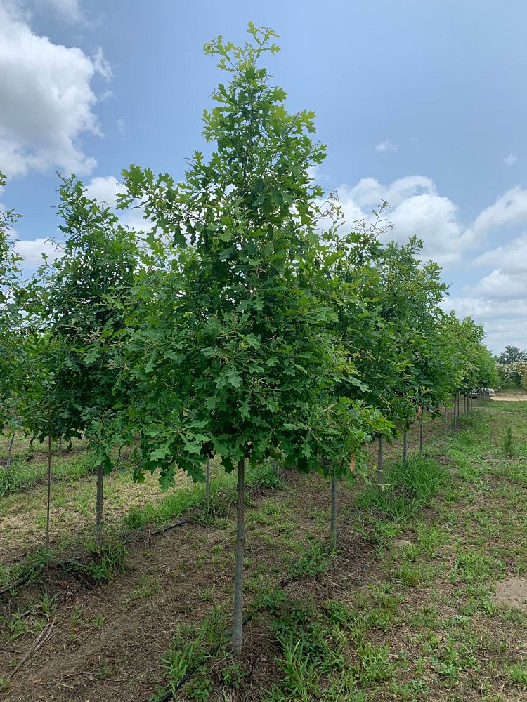 quercus-lyrata-overcup-oak