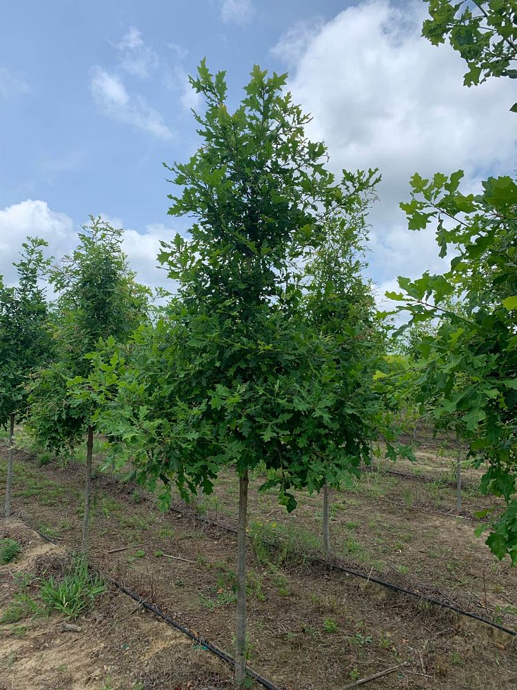 quercus-lyrata-overcup-oak