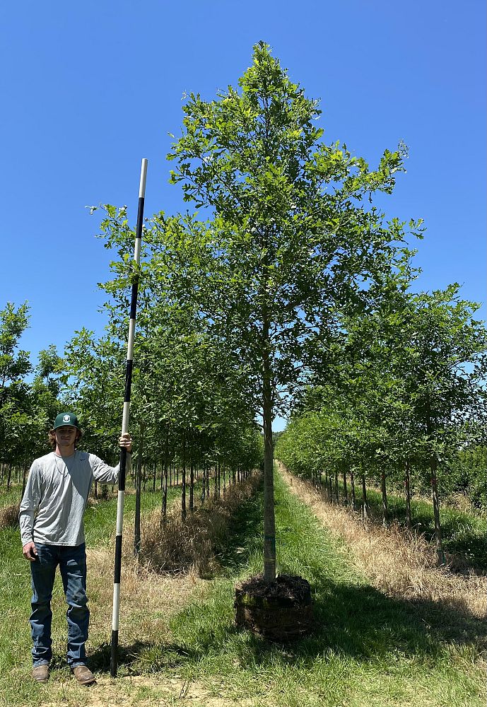 quercus-lyrata-overcup-oak