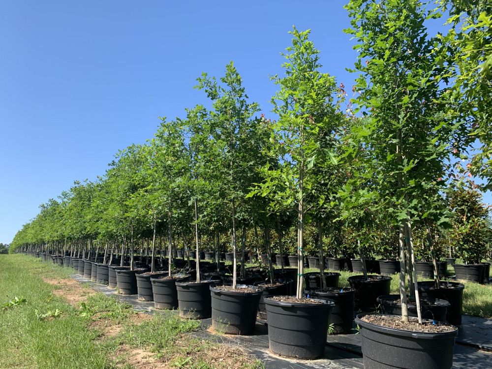 quercus-lyrata-overcup-oak
