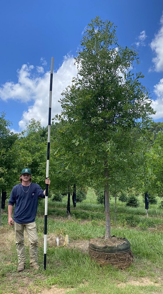 quercus-lyrata-overcup-oak