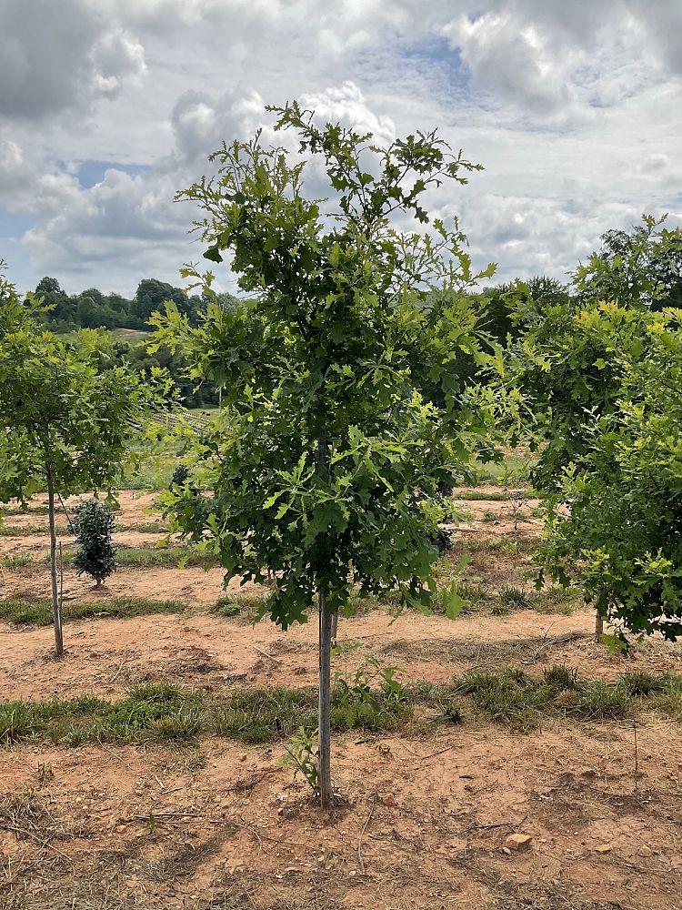 quercus-lyrata-overcup-oak