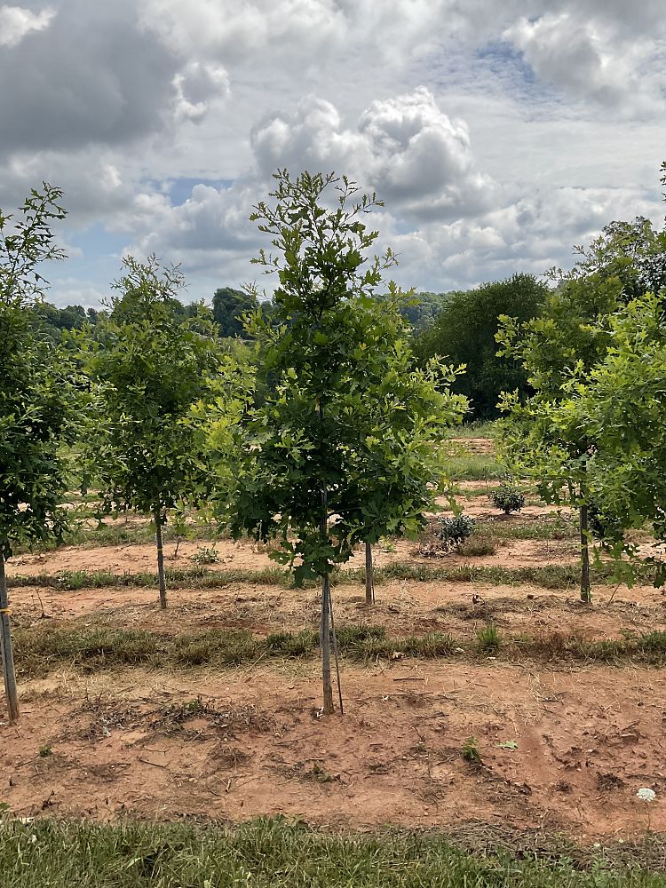 quercus-lyrata-overcup-oak