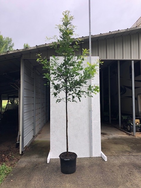quercus-lyrata-overcup-oak