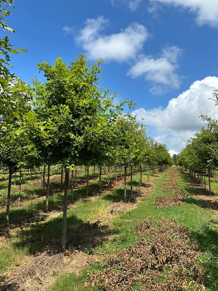 quercus-lyrata-overcup-oak