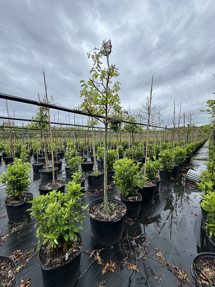 quercus-lyrata-overcup-oak