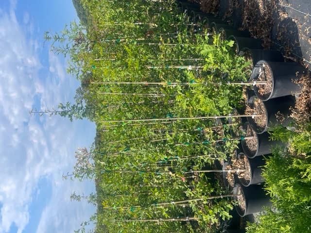 quercus-lyrata-overcup-oak