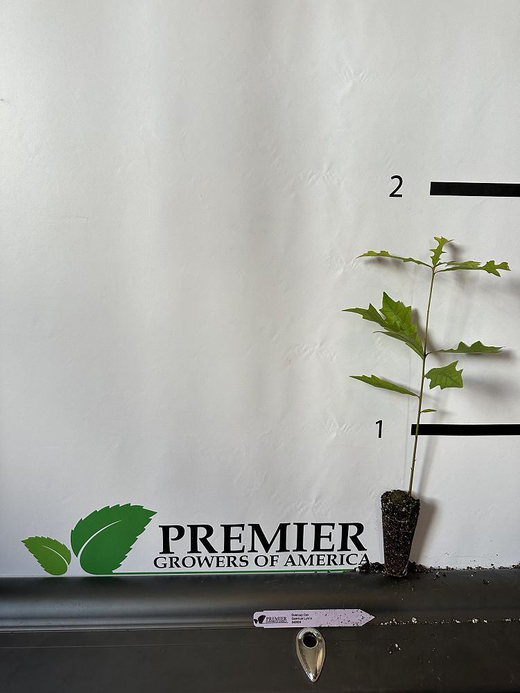 quercus-lyrata-overcup-oak