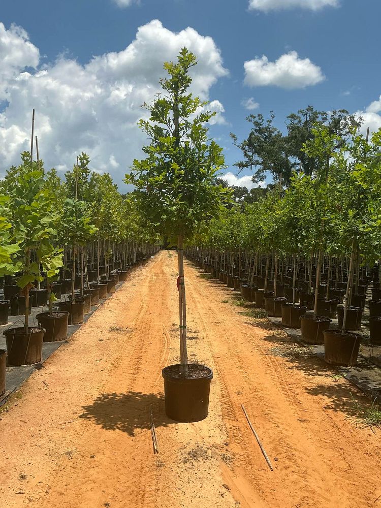 quercus-lyrata-overcup-oak