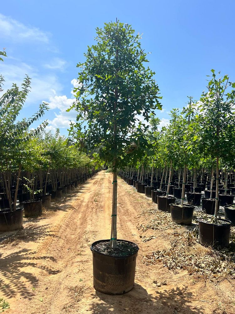 quercus-lyrata-overcup-oak