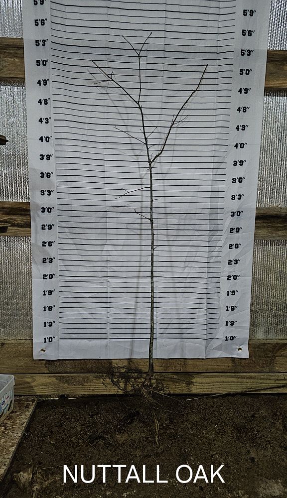 quercus-lyrata-overcup-oak