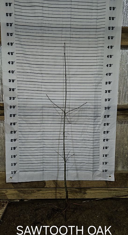 quercus-lyrata-overcup-oak