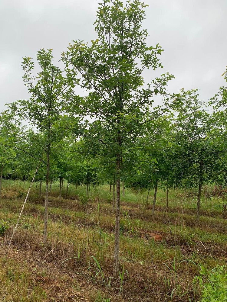 quercus-lyrata-overcup-oak