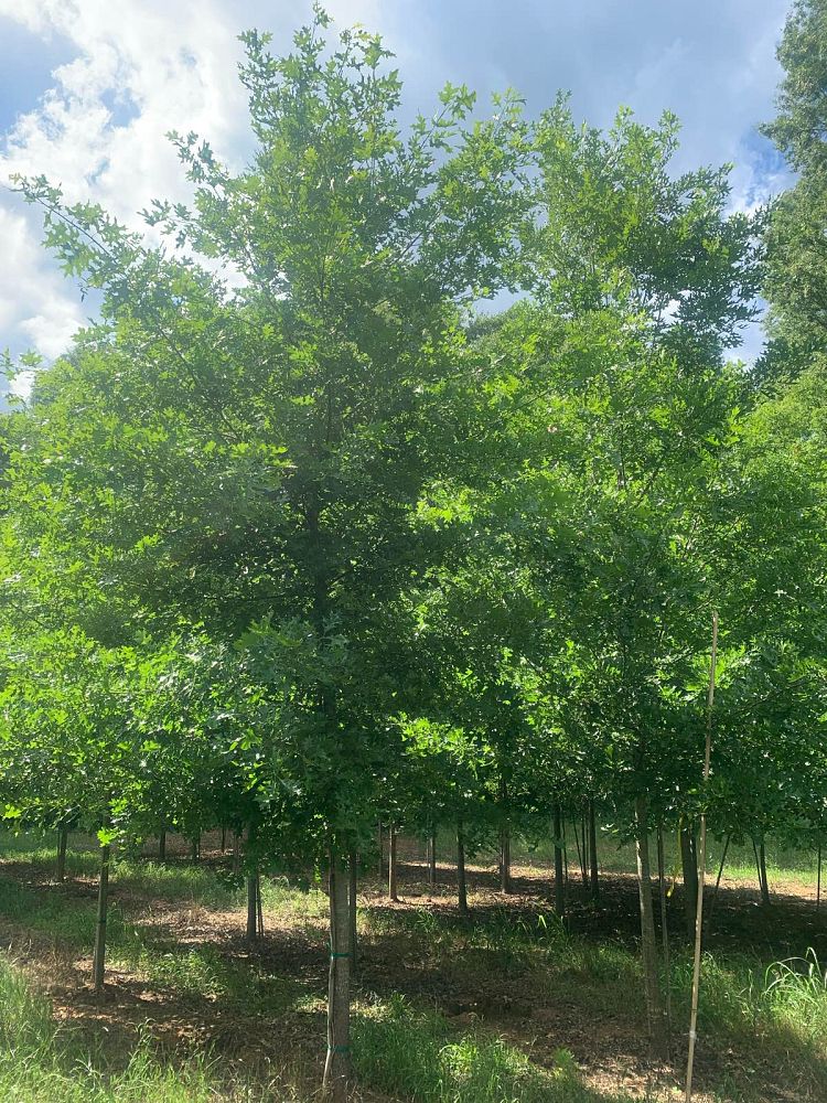 quercus-lyrata-overcup-oak