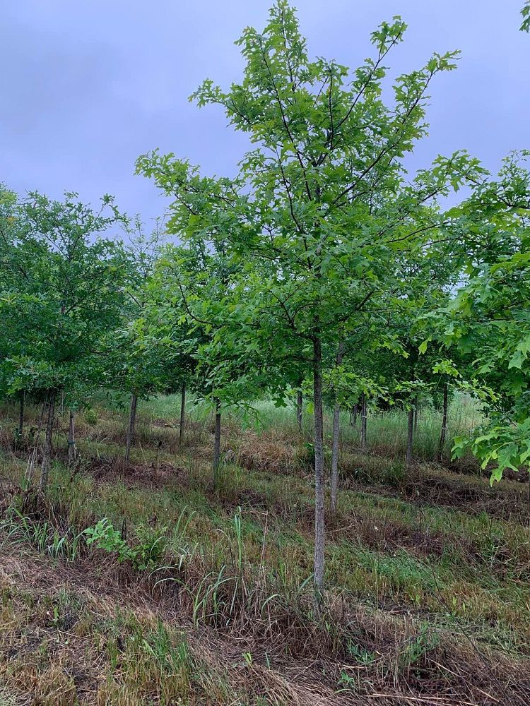 quercus-lyrata-overcup-oak