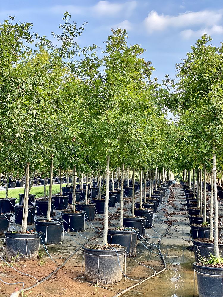 quercus-lyrata-overcup-oak