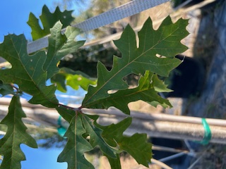 quercus-lyrata-overcup-oak