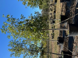 quercus-lyrata-overcup-oak