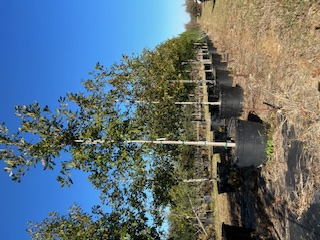 quercus-lyrata-overcup-oak