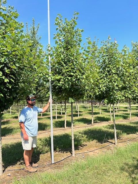 quercus-lyrata-overcup-oak