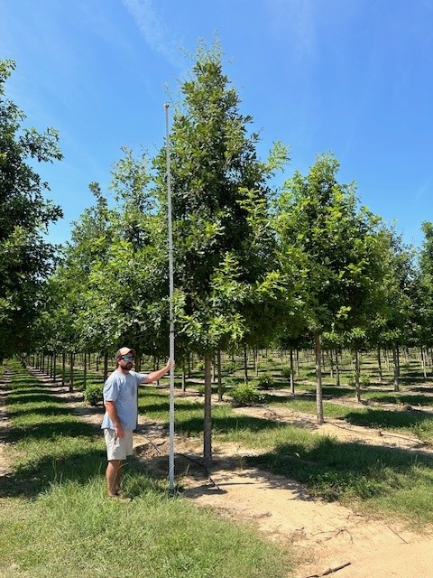 quercus-lyrata-overcup-oak