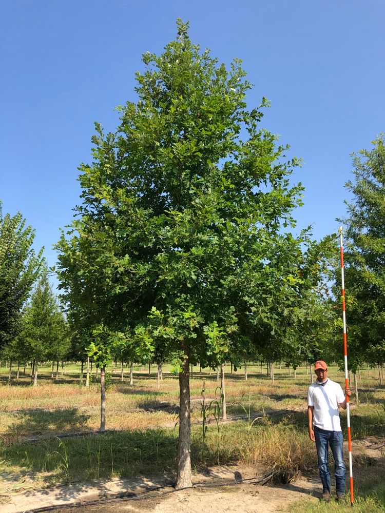 quercus-lyrata-overcup-oak