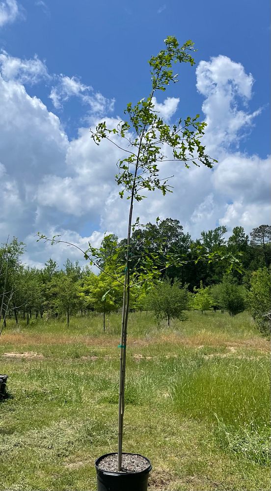 quercus-lyrata-overcup-oak