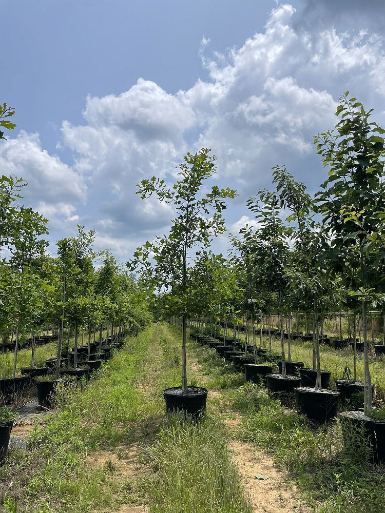 quercus-lyrata-overcup-oak