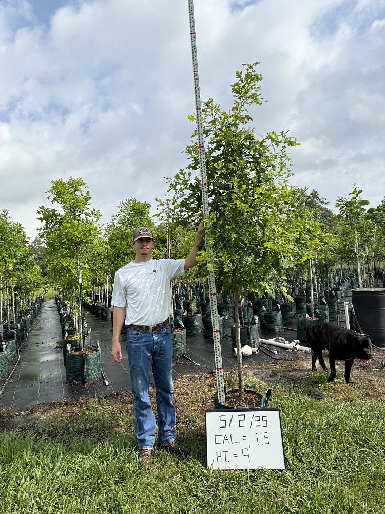 quercus-lyrata-overcup-oak