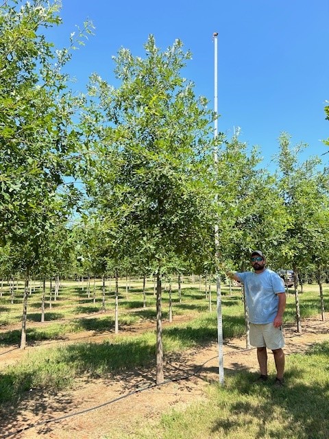 quercus-lyrata-overcup-oak