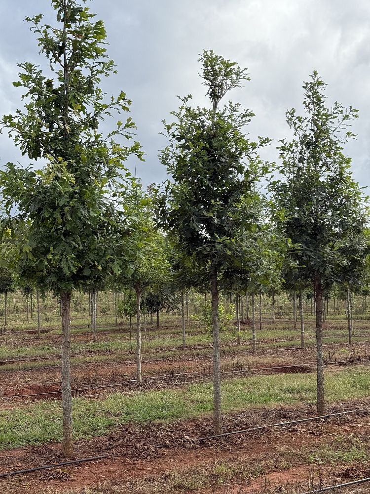 quercus-lyrata-overcup-oak