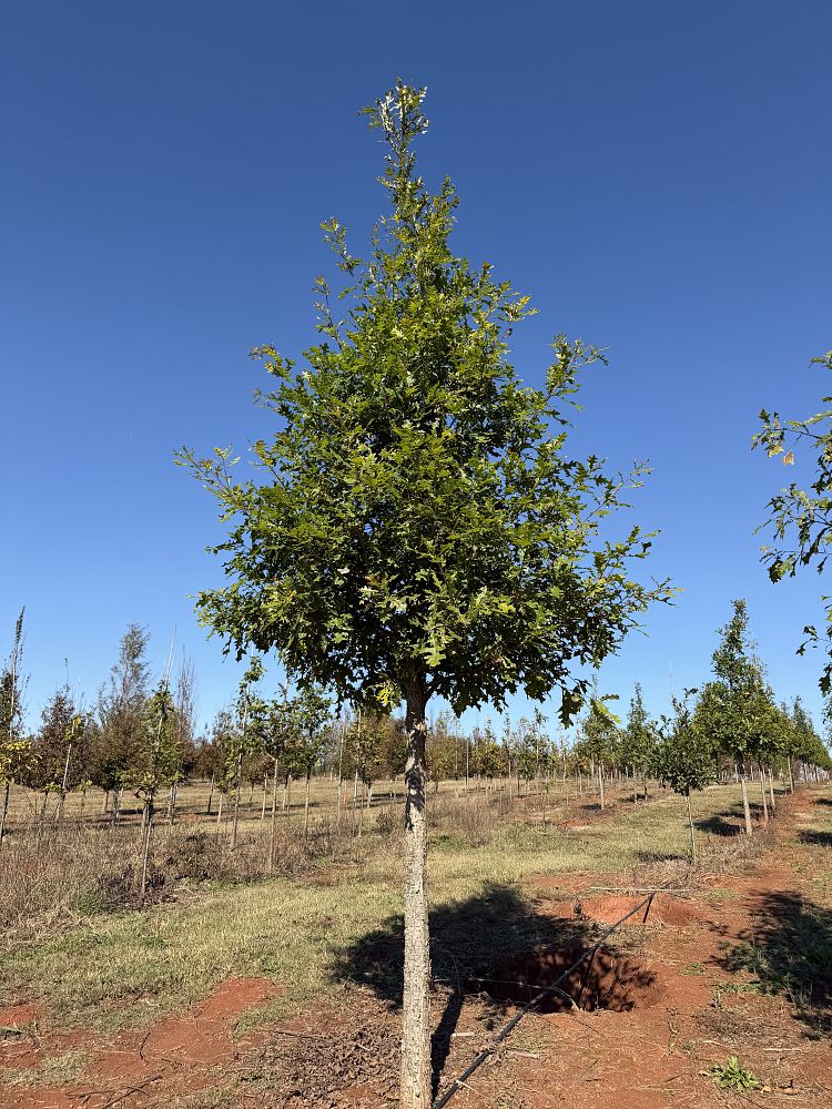 quercus-lyrata-overcup-oak
