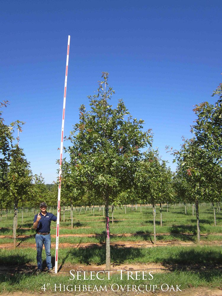 quercus-lyrata-qlftb-overcup-oak-highbeam