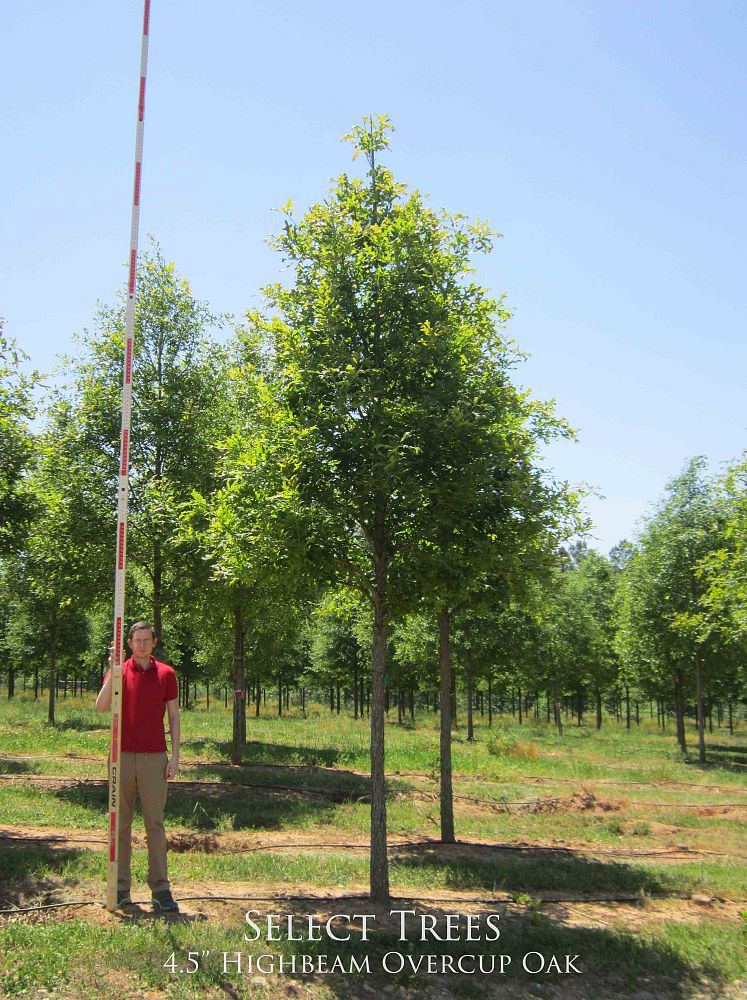 quercus-lyrata-qlftb-overcup-oak-highbeam