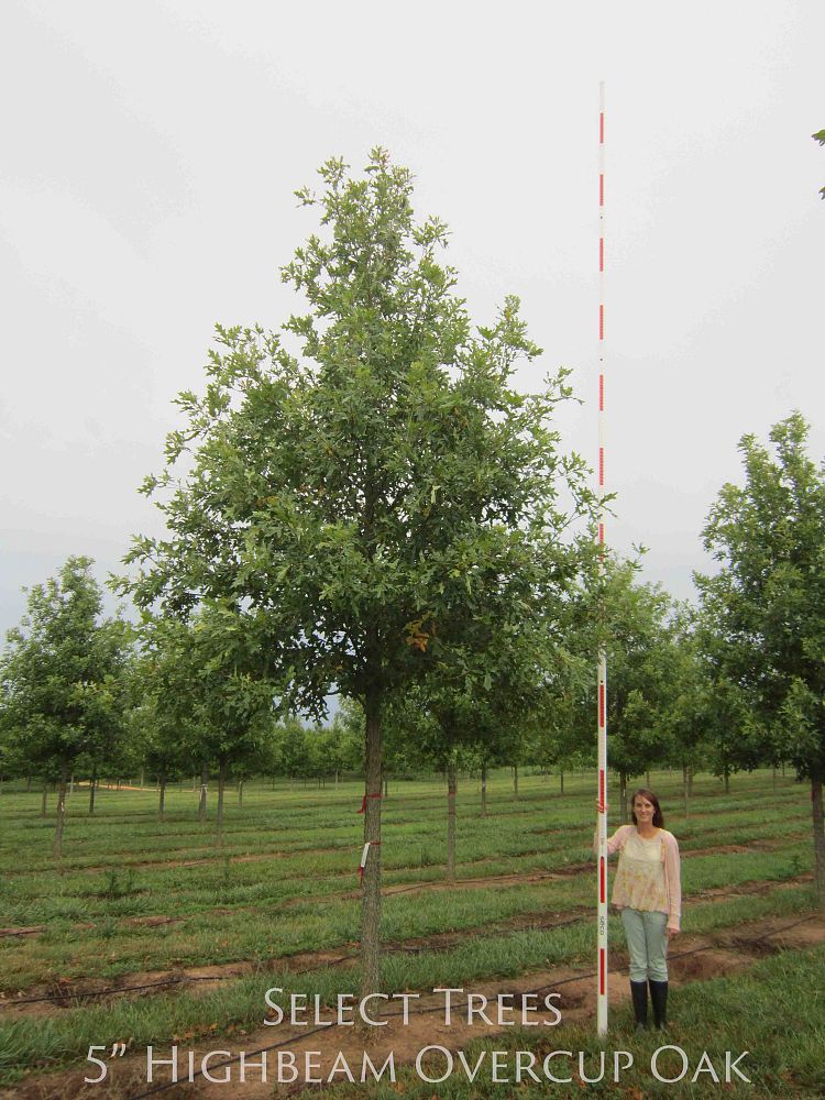 quercus-lyrata-qlftb-overcup-oak-highbeam