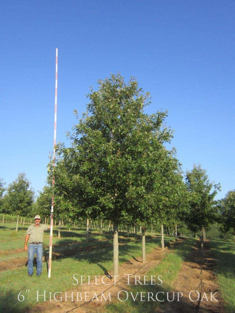 quercus-lyrata-qlftb-overcup-oak-highbeam
