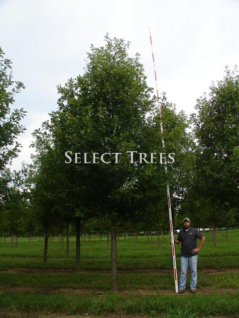 quercus-lyrata-qlftb-overcup-oak-highbeam