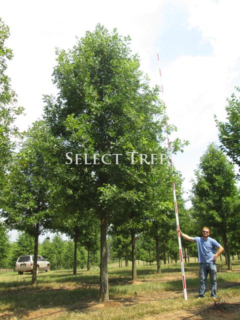 quercus-lyrata-qlftb-overcup-oak-highbeam