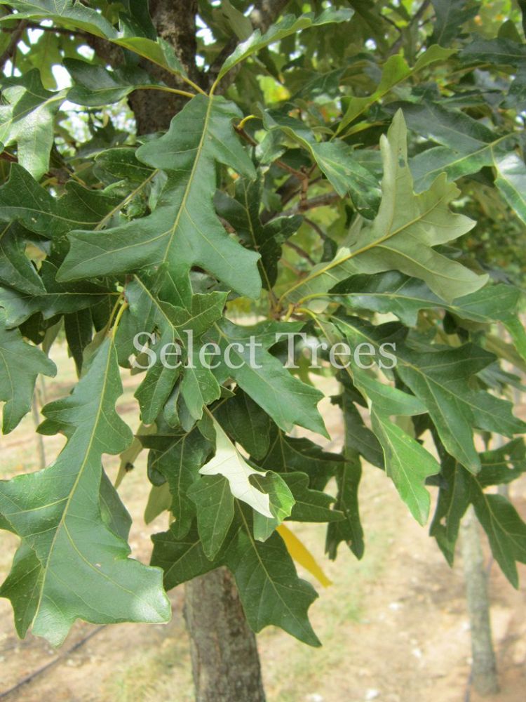 quercus-lyrata-qlr510-overcup-oak-select-sustainableplus-resilience